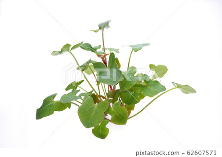 巴克拉力賽 62607571