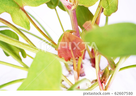 巴克拉力賽 62607580