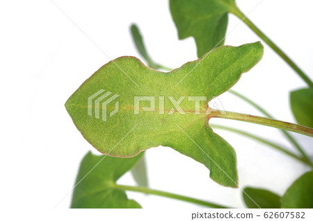 巴克拉力賽 62607582