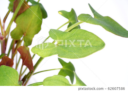 巴克拉力賽 62607586