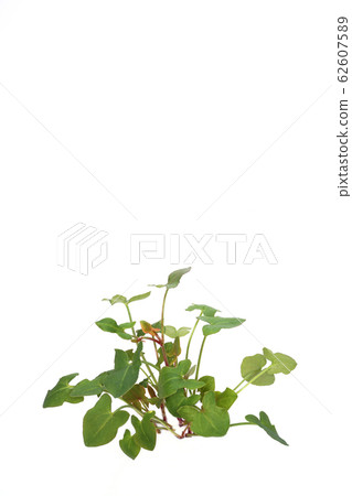 巴克拉力賽 62607589