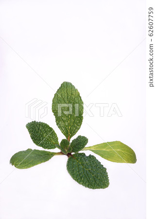 Boris Boris 62607759