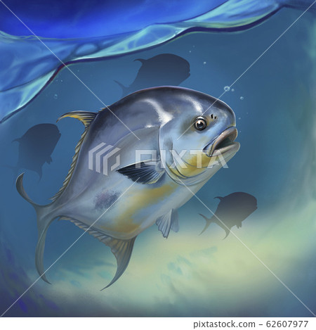 Permit fish on white Trachinotus blochii. Permit fish on underwater realistic illustration background. Permit fish on white Trachinotus blochii. Permit fish on underwater realistic illustration background. 62607977