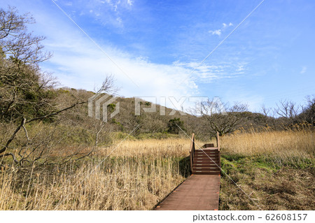 Raised bog Raised bog 62608157
