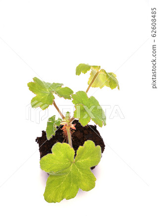 Mint geranium Mint geranium 62608485