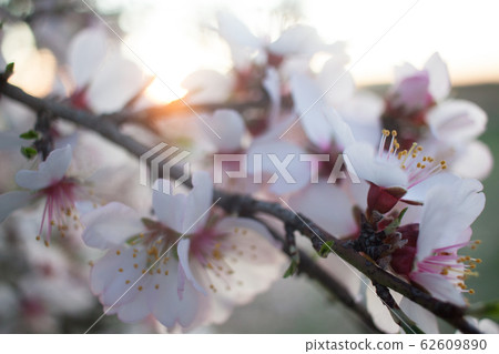 Almond blossom at sunset Almond blossom at sunset 62609890