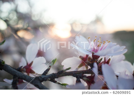 Almond blossom at sunset 62609891
