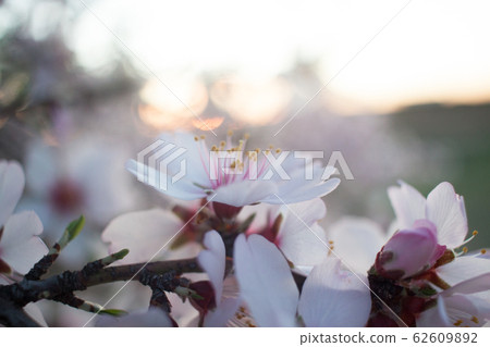 Almond blossom at sunset Almond blossom at sunset 62609892