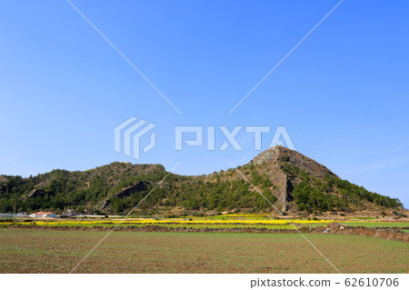 Dansan, swelling, rapeseed, garlic, rural, field, farming, Dansan, swelling, rapeseed, garlic, rural, field, farming, 62610706