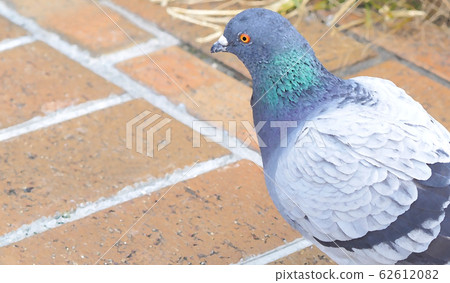 Pigeon material Pigeon material 62612082