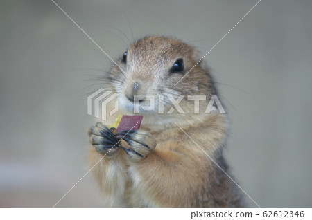 草原土撥鼠 62612346