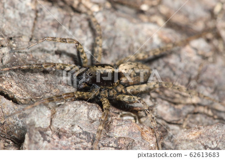 Creatures: spiders, snowy spiders, two large eyes and four small eyes in front of the face, and two eyes next to it 62613683