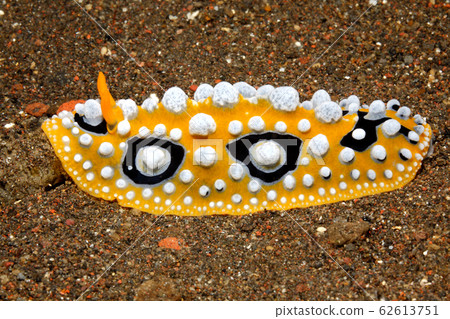 Nudibranch, Phyllidia ocellata 62613751