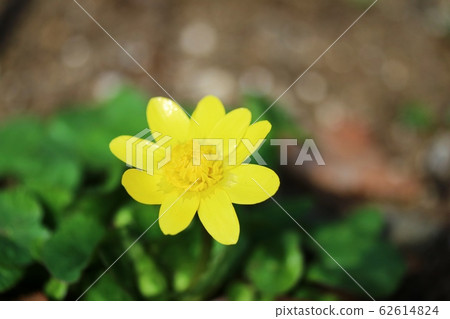 菊崎琉球 62614824