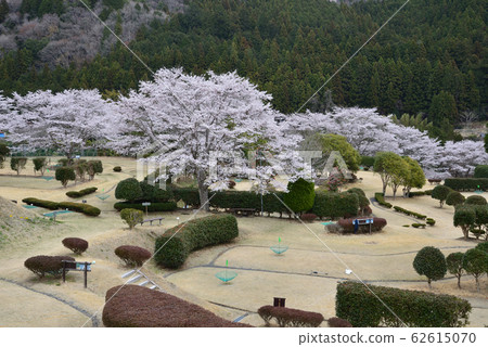 Yasuraginosato公園2019-4-11#9 Yasuraginosato公園2019-4-11#9 62615070