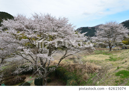 Yasuragi no Sato Park 2019-4-11#5 Yasuragi no Sato Park 2019-4-11#5 62615074