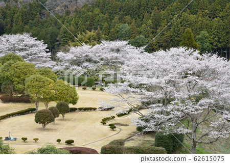 Yasugi no Sato Park 2019-4-11 # 4 Yasugi no Sato Park 2019-4-11 # 4 62615075