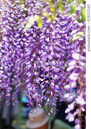 Wisteria beauty 62615342