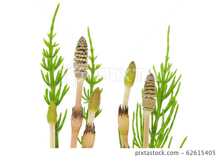 [畫筆]（深度構圖） 62615405