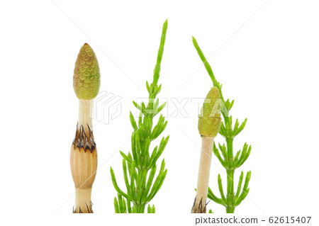 [畫筆]（深度構圖） 62615407