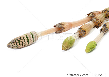 [畫筆]（深度構圖） 62615408