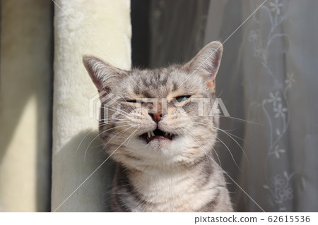 Cat with Angry face stock photo. Image of small, animal - 141442568