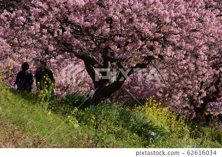 Kawazu Sakura in full bloom, Minamiizu, Shizuoka Prefecture 62616034