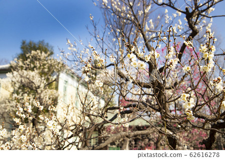 府中市立森林公園-前府中市政廳和梅花 62616278