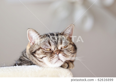 Grumpy strong cat American shorthair brown tabby 62616899
