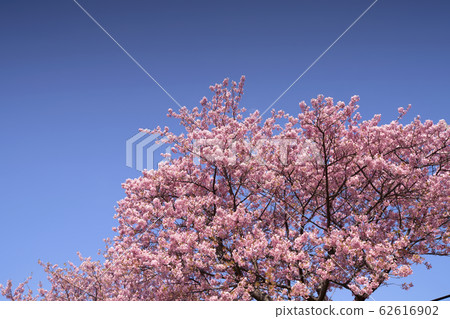 Kawazu Sakura 2020 62616902