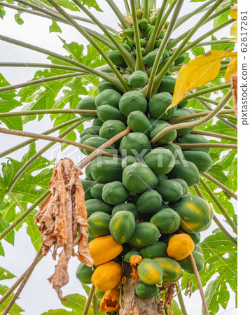 Hawaii Hawaii Island Papaya 62617261