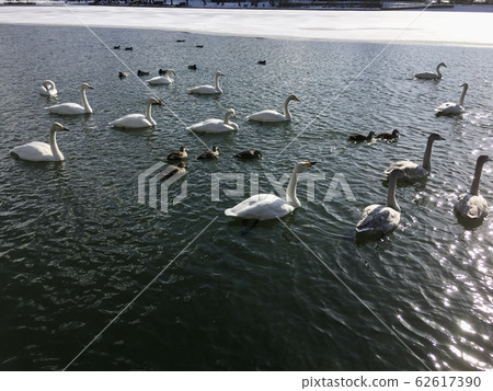 天鵝 天鵝 62617390