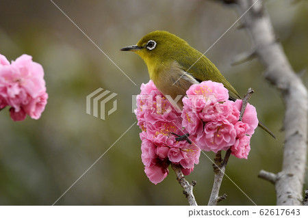 八重崎紅梅和白眼 62617643