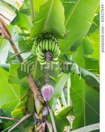 夏威夷夏威夷島香蕉花 62617644