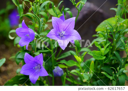 Bellflower of Genso-ji Temple Bellflower of Genso-ji Temple 62617657