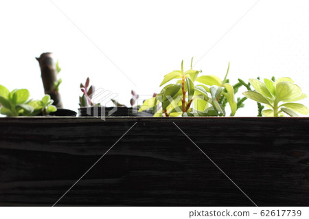 多汁植物 62617739