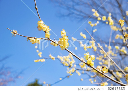 Fuchu City Native Forest Park Wax blossoms blooming in Bairin Fuchu City Native Forest Park Wax blossoms blooming in Bairin 62617885