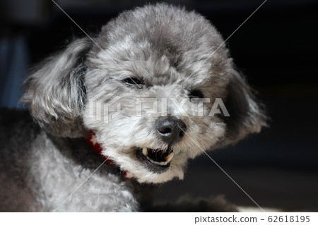 Toy poodle gesture 62618195