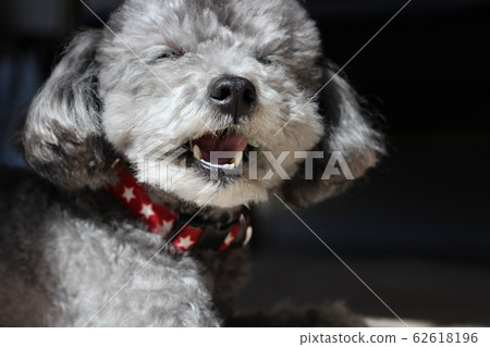 Toy poodle gesture 62618196