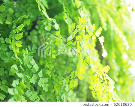 Green Green 62618620