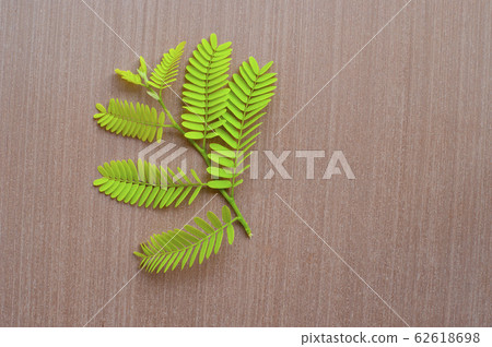 Green leaf Tamarind on a wooden floor. , closeup 62618698