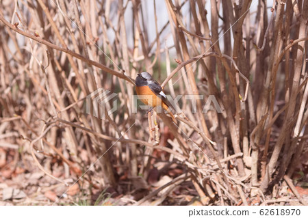 Male of Giubitaki Male of Giubitaki 62618970