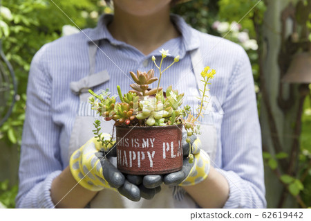 女人抱著石灰中的肉質植物可以園藝圖像 女人抱著石灰中的肉質植物可以園藝圖像 62619442