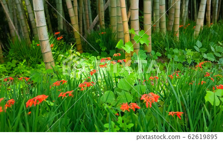 It is a flower of a bamboo thicket and a Hydrangea daffodil at the foot of the mountain. The bright red and bamboo forest make you feel a Japanese style image. 62619895