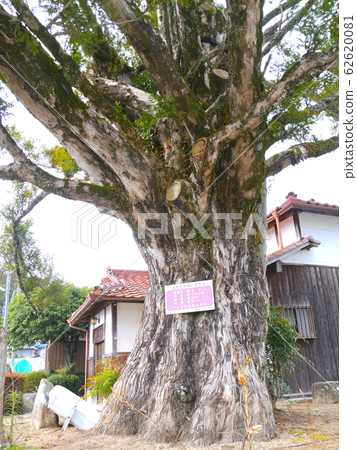 Big tree in Tamba Sasayama city "Kaya of Kasugae" / Tree age unknown, tree height 20m, trunk circumference 5.0m 62620081