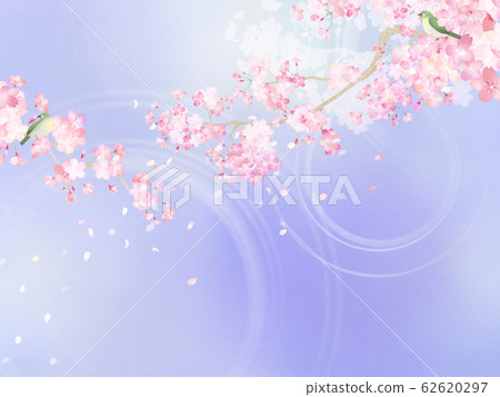 背景日本日本紙日本風格日本圖案春天櫻花分支白眼粉紅 62620297