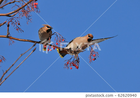 Renjak (Hokkaido) Renjak (Hokkaido) 62620940