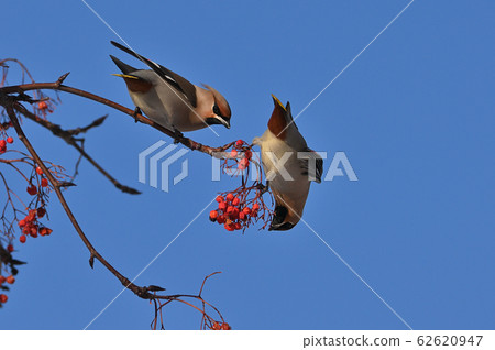 忍者（北海道） 62620947