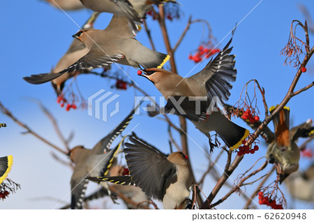 Renjak (Hokkaido) Renjak (Hokkaido) 62620948