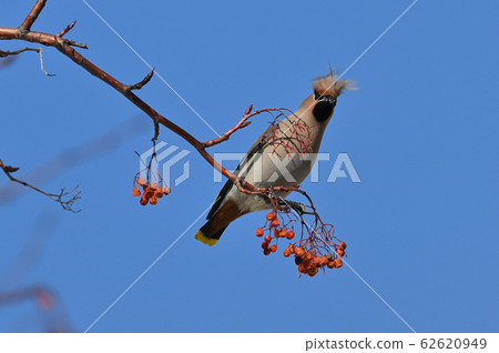 Renjak ③ (Hokkaido) Renjak ③ (Hokkaido) 62620949